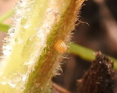 Chiomara basigutta