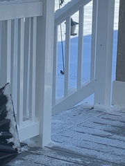 Junco hyemalis