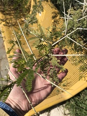 Vachellia farnesiana
