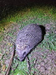 Erinaceus concolor