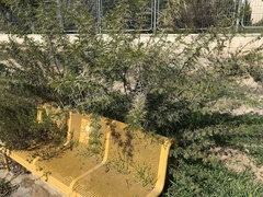 Vachellia farnesiana