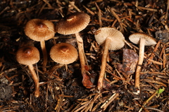 Inocybe minima