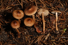 Inocybe minima
