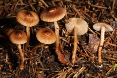 Inocybe minima
