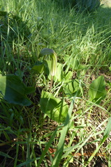 Arisarum vulgare