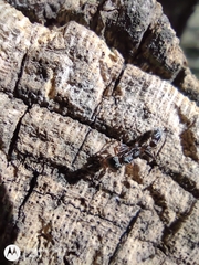 Pseudomyrmex gracilis