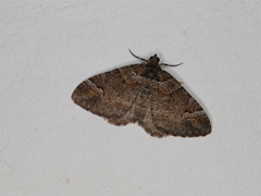 Catarhoe basochesiata