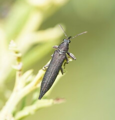 Rhinotia phoenicoptera