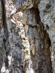 Pseudomyrmex gracilis
