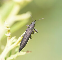 Rhinotia phoenicoptera