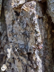 Pseudomyrmex gracilis