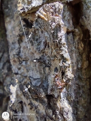 Pseudomyrmex gracilis