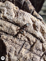 Pseudomyrmex gracilis