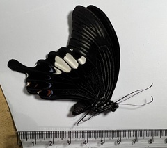 Papilio iswara
