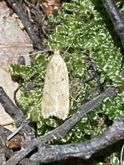Phaeosaces apocrypta