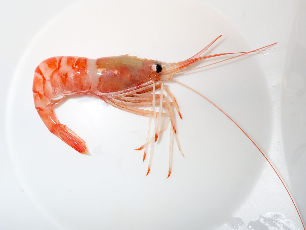 Atlantopandalus propinqvus