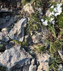 Phlox condensata