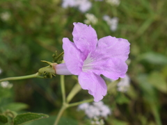 Ruellieae