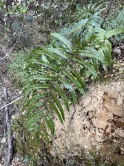 Blechnum montanum