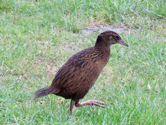 Gallirallus australis australis