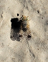 Euarestoides acutangulus