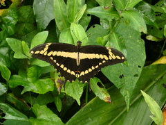 Heraclides homothoas