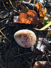 Russula