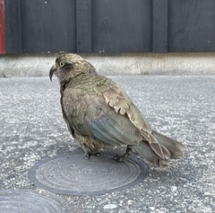 Nestor notabilis