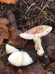 Russula