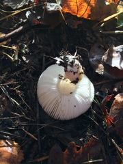 Russula
