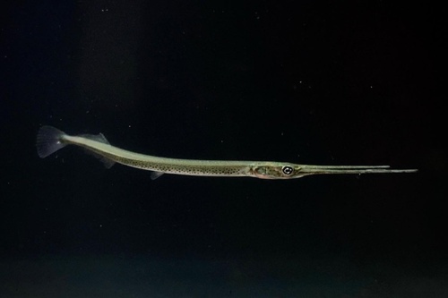 Spottail needlefish (Strongylura urvillii) — Belonidae — 3