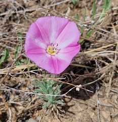 Convolvulus chinensis