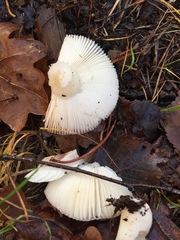Russula