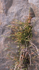 Asplenium septentrionale