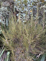 Dracophyllum