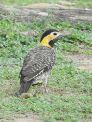Colaptes campestris