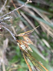 Dracophyllum