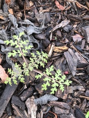 Phacelia tanacetifolia