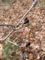 Neuroterus quercusbatatus