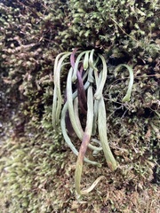 Notogrammitis angustifolia