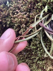 Notogrammitis angustifolia