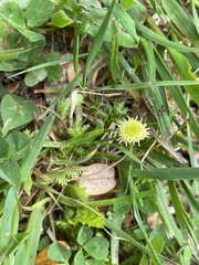 Leptinella squalida