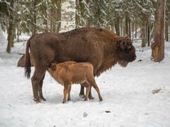 Bison bonasus