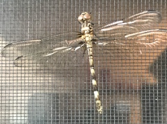 Dythemis nigrescens