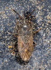 Peritrechus
