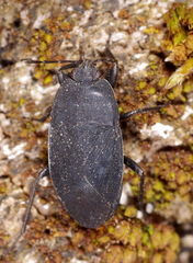 Aellopus atratus