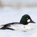 Common Goldeneye - Photo (c) brian stahls, some rights reserved (CC BY-NC), uploaded by brian stahls