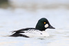 Common Goldeneye - Photo (c) brian stahls, some rights reserved (CC BY-NC), uploaded by brian stahls
