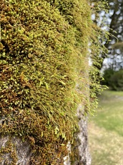 Leptostomum inclinans