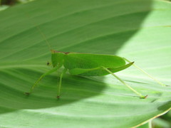 Hexacentrus japonicus